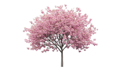 Blooming pink cherry blossom tree isolated on transparent background