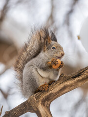 The squirrel with nut sits on tree in the winter or late autumn