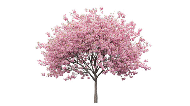 Blooming pink cherry blossom tree isolated on transparent background