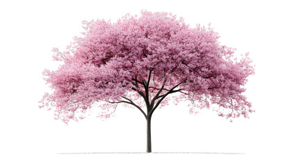 Fototapeta premium Blooming pink cherry blossom tree isolated on transparent background