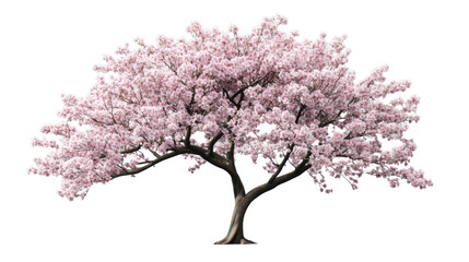Blooming cherry blossom tree isolated on transparent background
