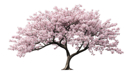 Blooming cherry blossom tree isolated on transparent background