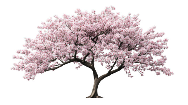 Blooming cherry blossom tree isolated on transparent background - Powered by Adobe