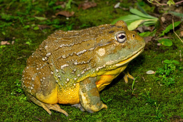 A beautiful giant bullfrog (Pyxicephalus adspersus), also known as the South African burrowing frog, or African bullfrog