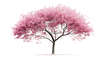 Blooming pink cherry blossom tree with transparent background