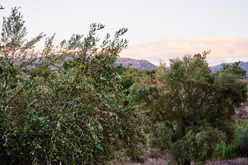 Scenic view of lush olive trees in a rural landscape with distant hills under a cloudy sky.