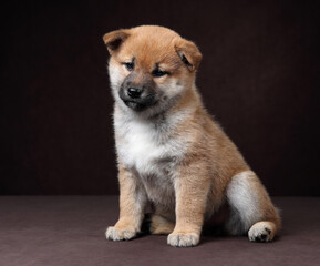 Cute funny shiba inu puppy on brown background