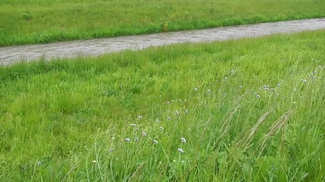 River Wapienica, bed full of water, river banks with grasses and flowers Field scabious on rainy May 15, 2014 in Czechowice - Dziedzice in Poland. Day before state of emergency - with camera movement.