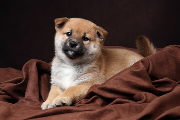 Cute funny shiba inu puppy on brown background
