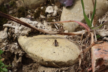 Un petit insecte, probablement une abeille, est le sujet central de l'image. Il est vu de dessus, posé sur une pierre claire.
