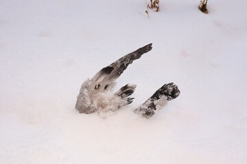 Frozen pigeon buried in snow, only wing and tail visible. A dramatic glimpse of winter’s...