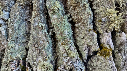 oak bark, tree bark texture

