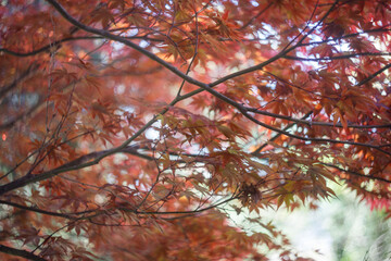 red maple leaves
