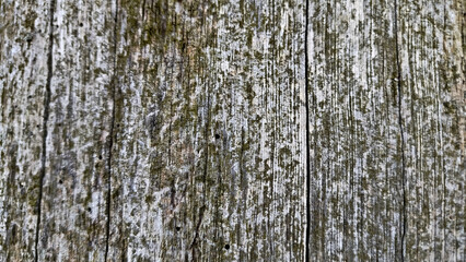 oak bark, tree bark texture
