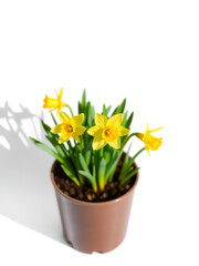 Little early blooming narcissi in small flower pot. Little prevernal daffodil plants, isolated on white background with shadow reflection. Beautiful juvenile narcissuses. Cute vernal yellow daffodil.