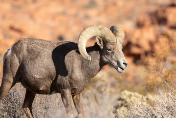 Desert Bighorn Sheep Ram in the Nevada Desert in Winter