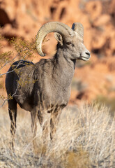 Desert Bighorn Sheep Ram in the Nevada Desert in Winter