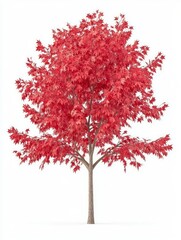 Vibrant Red Maple Tree Set Against a White Background