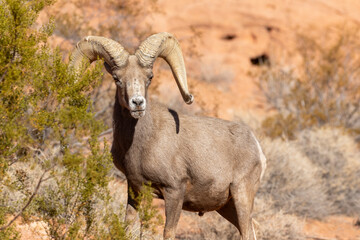 Desert Bighorn Sheep Ram in the Nevada Desert in Winter