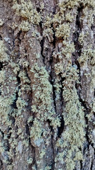 oak bark, tree bark texture
