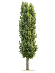 Tall and Slim Lombardy Poplar Tree Isolated on White Background
