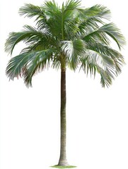 Fototapeta premium Lush Tropical Palm Tree Isolated on White Background for Designs