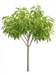 Young Peach Tree with Lush Green Leaves Isolated on White Background