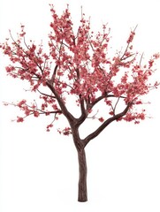 Fototapeta premium Beautiful Short Plum Tree with Dark Brown Trunk and Pink Blossoms