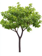 Obraz premium Short Plum Tree with Dark Brown Trunk and Vibrant Green Foliage