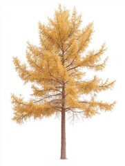 Fototapeta premium Soft Needled Larch Tree in Autumn Displaying Golden Yellow Foliage