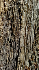 oak bark, tree bark texture
