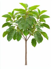 Young Guava Tree with Flaky Bark and Lush Green Leaves