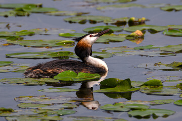 Great Crested Grebe (Podiceps cristatus) on the Steinhuder Meer, Germany