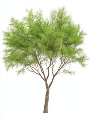 Fototapeta premium Young Tamarisk Tree with Thin Wispy Foliage Isolated on White Background