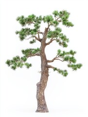 Fototapeta premium Narrow Pine Tree with Scaly Bark and Lush Green Foliage