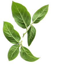 Fototapeta premium Andrographis paniculata leaves and green powder showcasing natural herbal remedy components, Kariyat or Andrographis paniculata powder and green leaves on transparent background