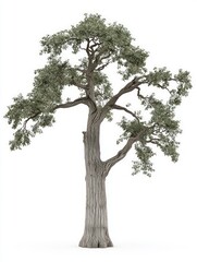 Fototapeta premium Graceful Elm Tree Displaying Natural Beauty on a White Background