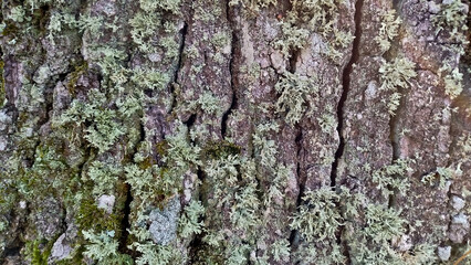 oak bark, tree bark texture
