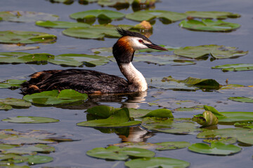 Great Crested Grebe (Podiceps cristatus) on the Steinhuder Meer, Germany