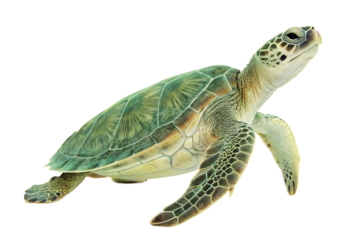 Hawksbill Sea Turtle isolated on white background. AI Generated 
