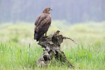 Fototapeta premium A bird of prey on a stump in a spring meadow