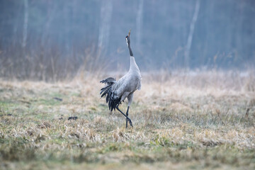 The sound of a crane in a meadow in early spring
