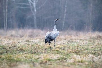 A proud crane in a meadow