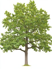 Obraz premium Lush Oak Tree with Smooth Bark Displaying Vibrant Green Leaves