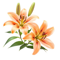 Naklejka premium Graceful single lily flowers in soft peach hues isolated on a pristine transparent background for elegance and beauty, single lily flowers isolated on transparent background cutout