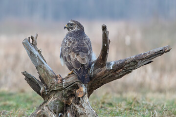 A buzzard on a stump in early spring