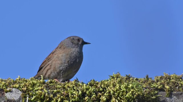 Dunnock or Hedge Sparrow (Prunella modularis) sitting on a garden wall covered in moss, and flying away. March, Kent, UK [Slow motion x5]