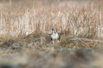 A bright buzzard among the dried plants