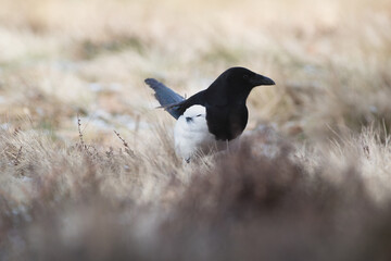 Magpie against the background of light dry grass