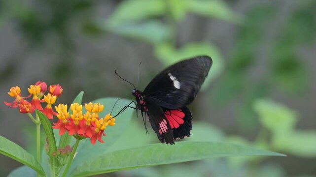 Arcas Cattleheart butterfly (Parides arcas - Central and South America) flapping its wings and feeding from flowers. [Slow motion x10] Captive